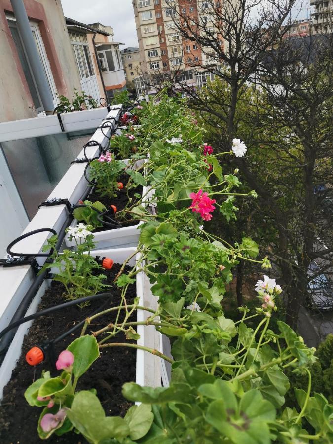 Bloom Box Apartments Крайова Экстерьер фото